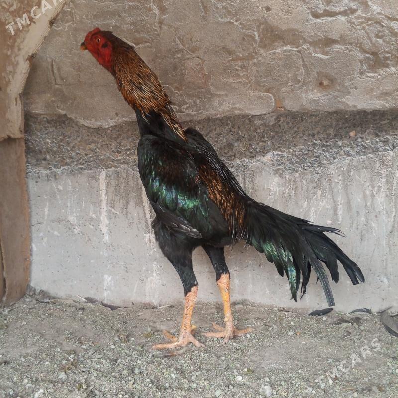 horaz - Türkmenabat - img 5