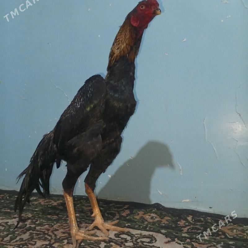 horaz - Türkmenabat - img 1