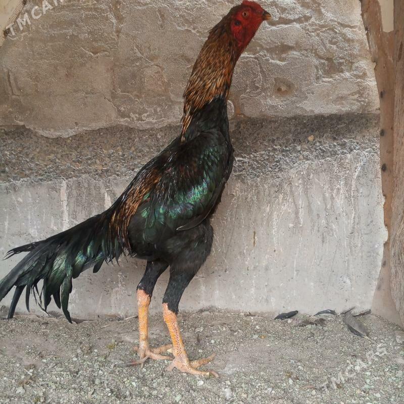 horaz - Türkmenabat - img 4