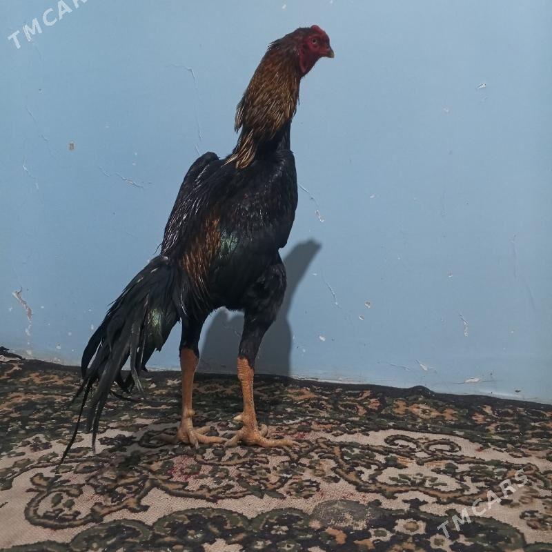 horaz - Türkmenabat - img 2