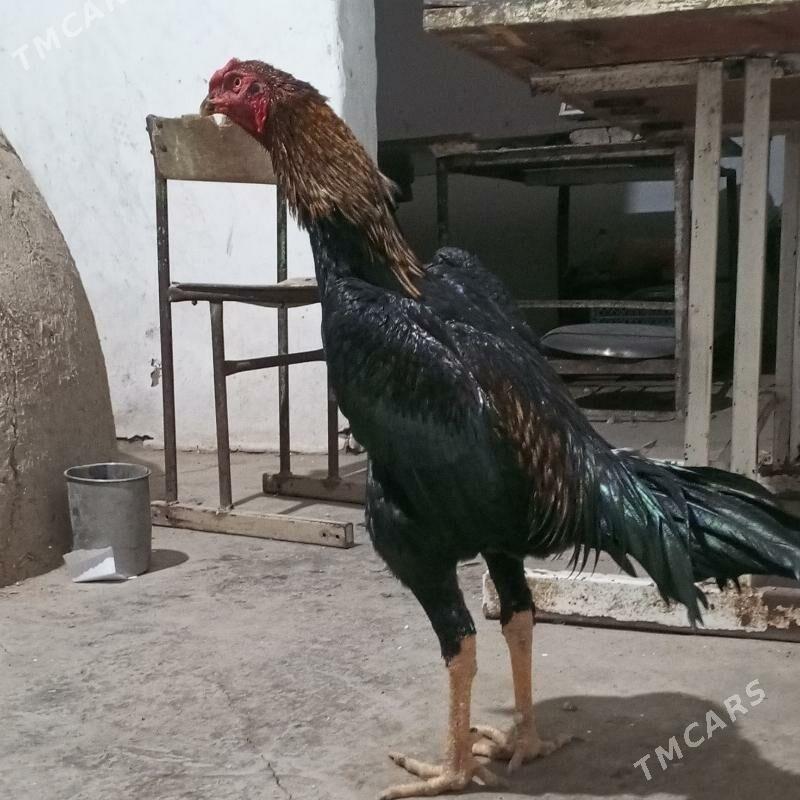 horaz - Türkmenabat - img 3