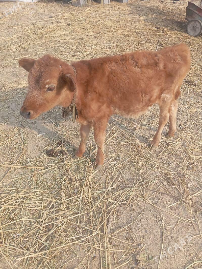 gole - Бедев - img 4