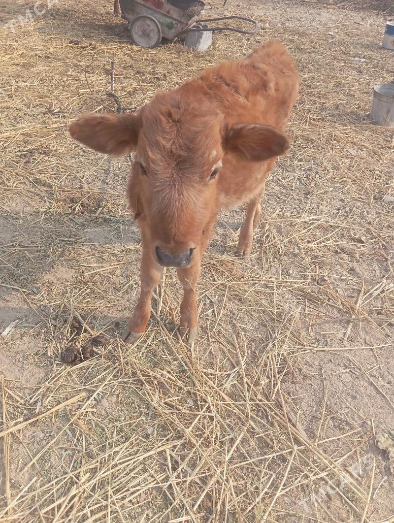 gole - Бедев - img 3