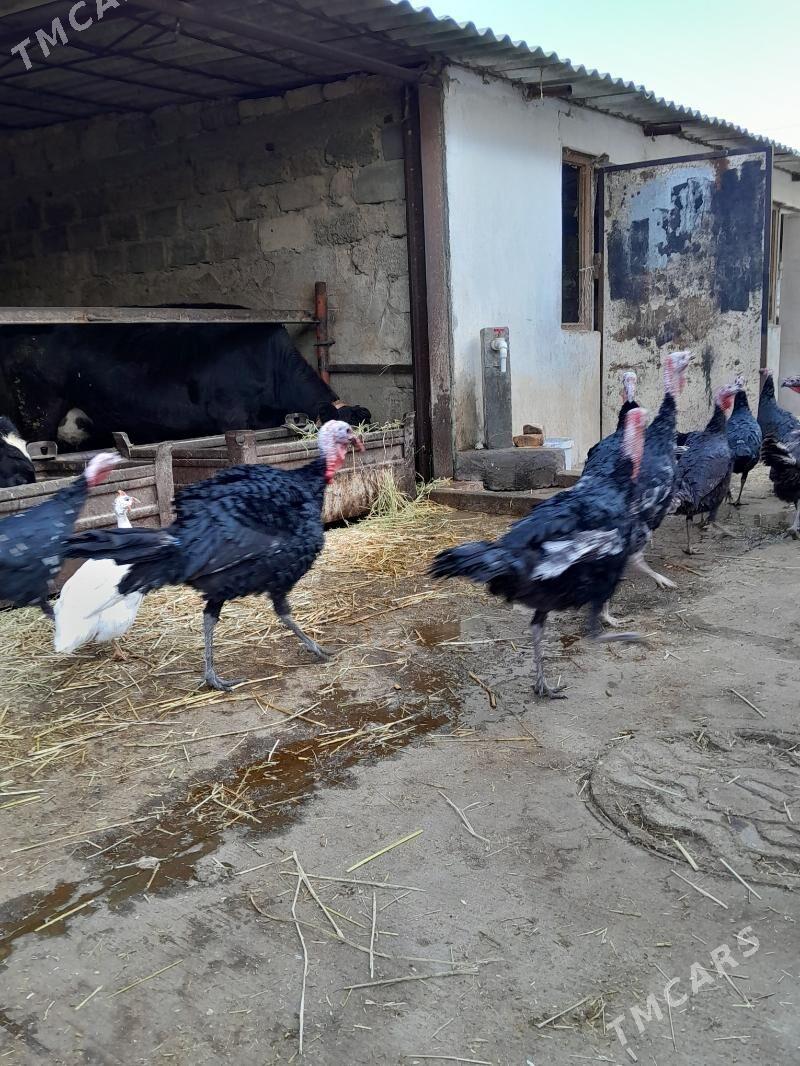 induk - Гарадамак Шор - img 2