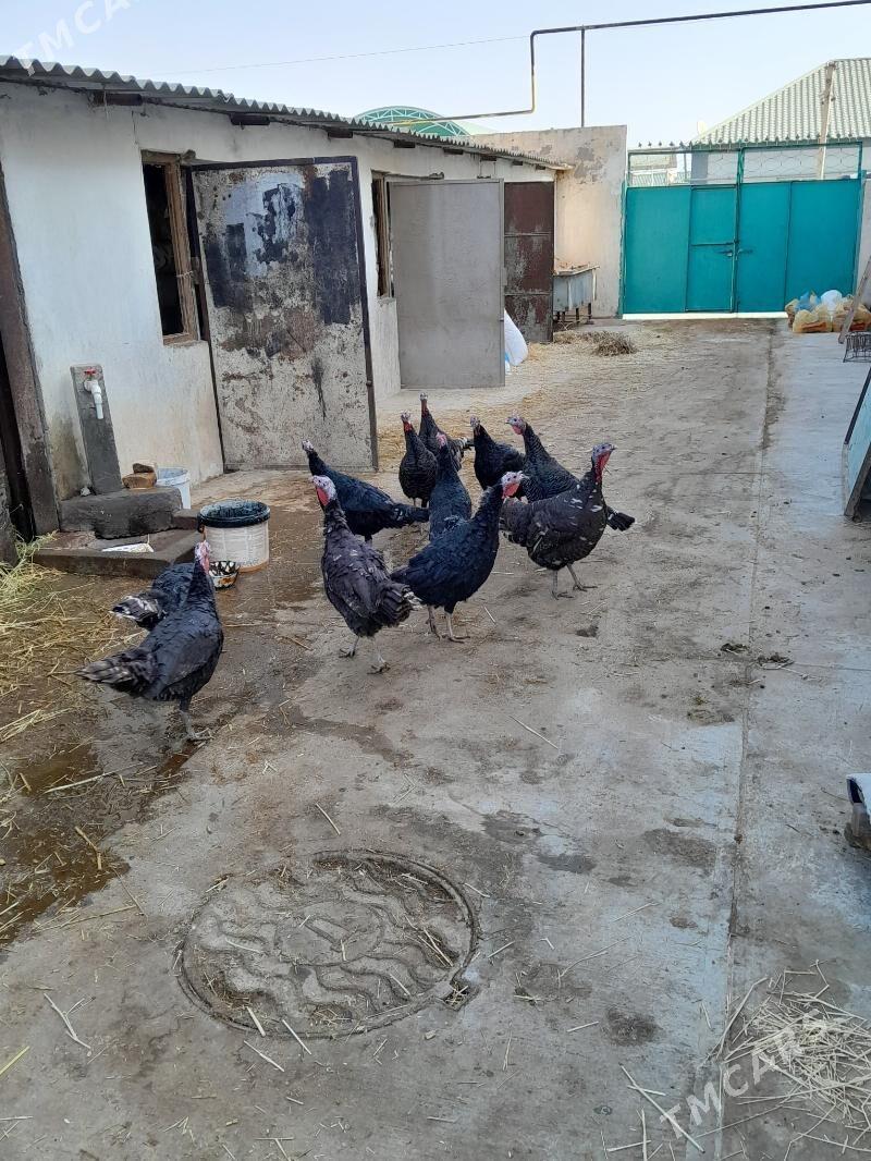 induk - Гарадамак Шор - img 3