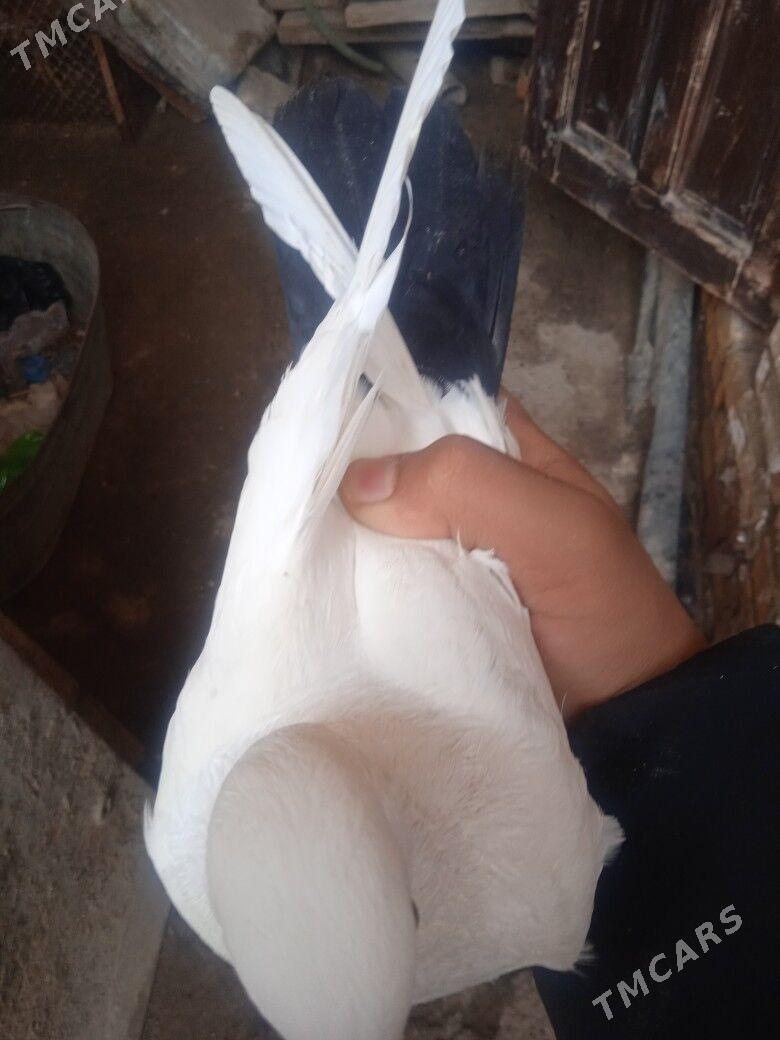 kepder - Туркменабат - img 3