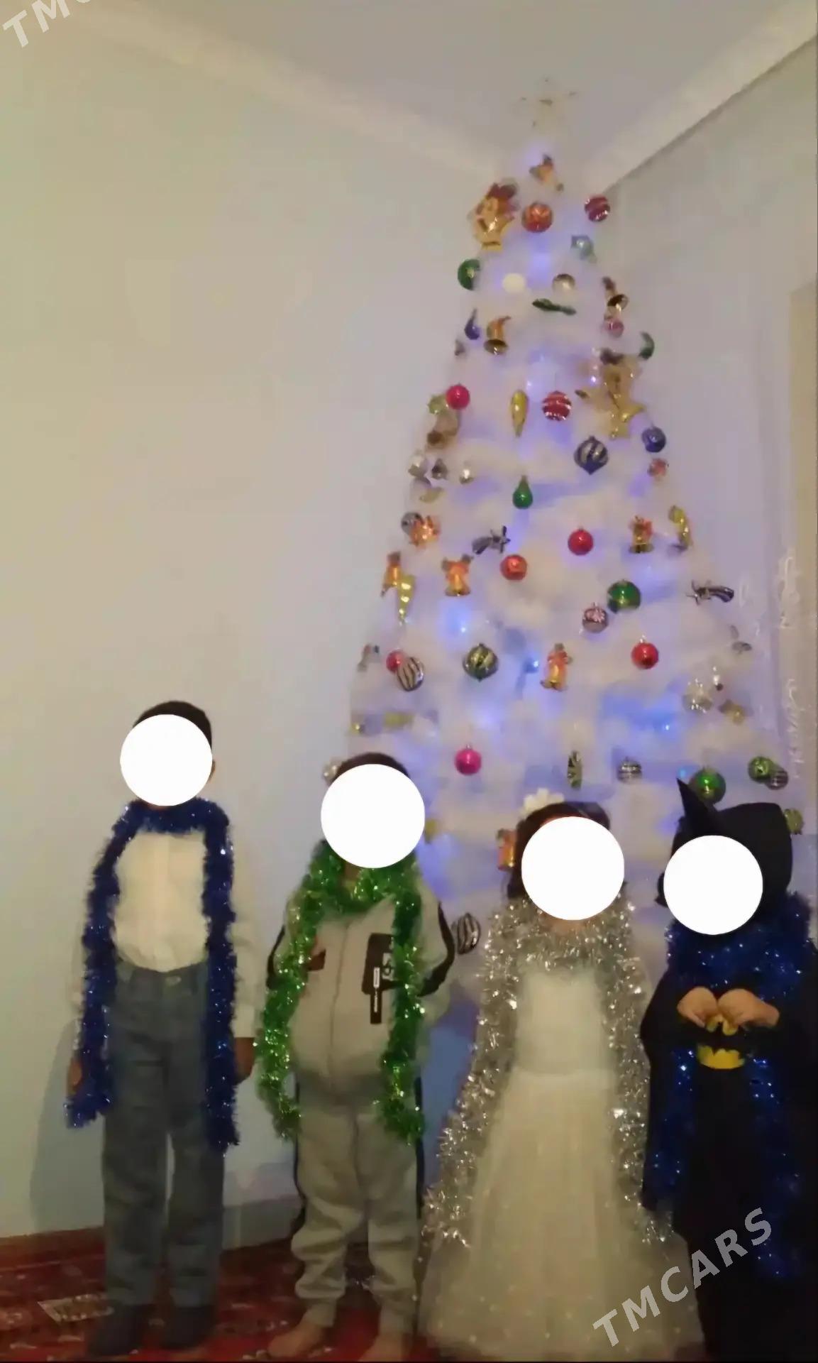 Ak arça - Daşoguz - img 1