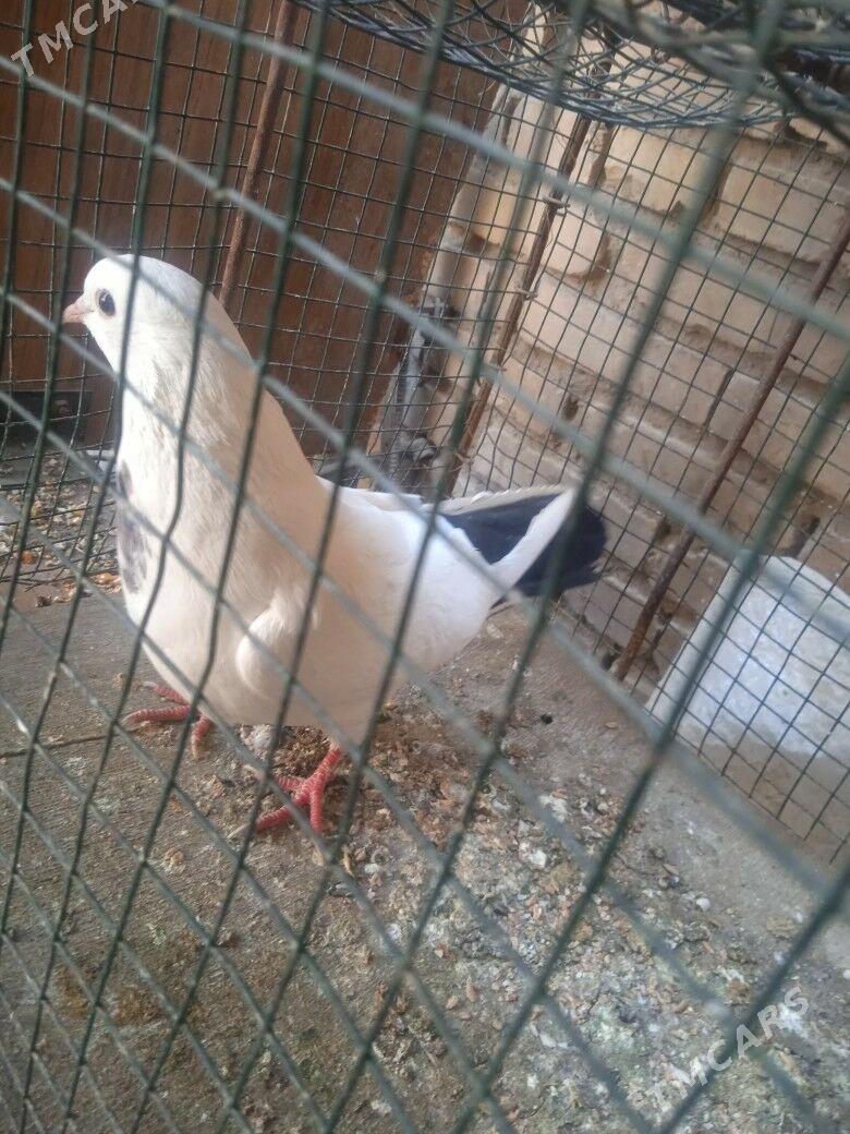 kepder - Туркменабат - img 4