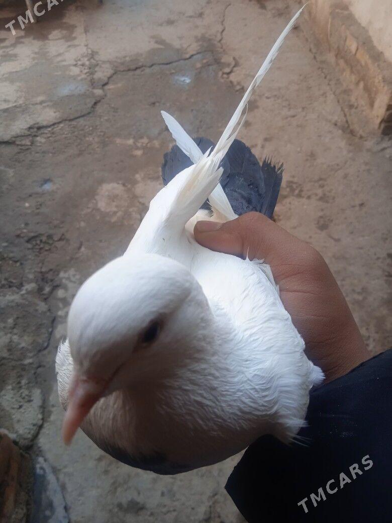 kepder - Туркменабат - img 2