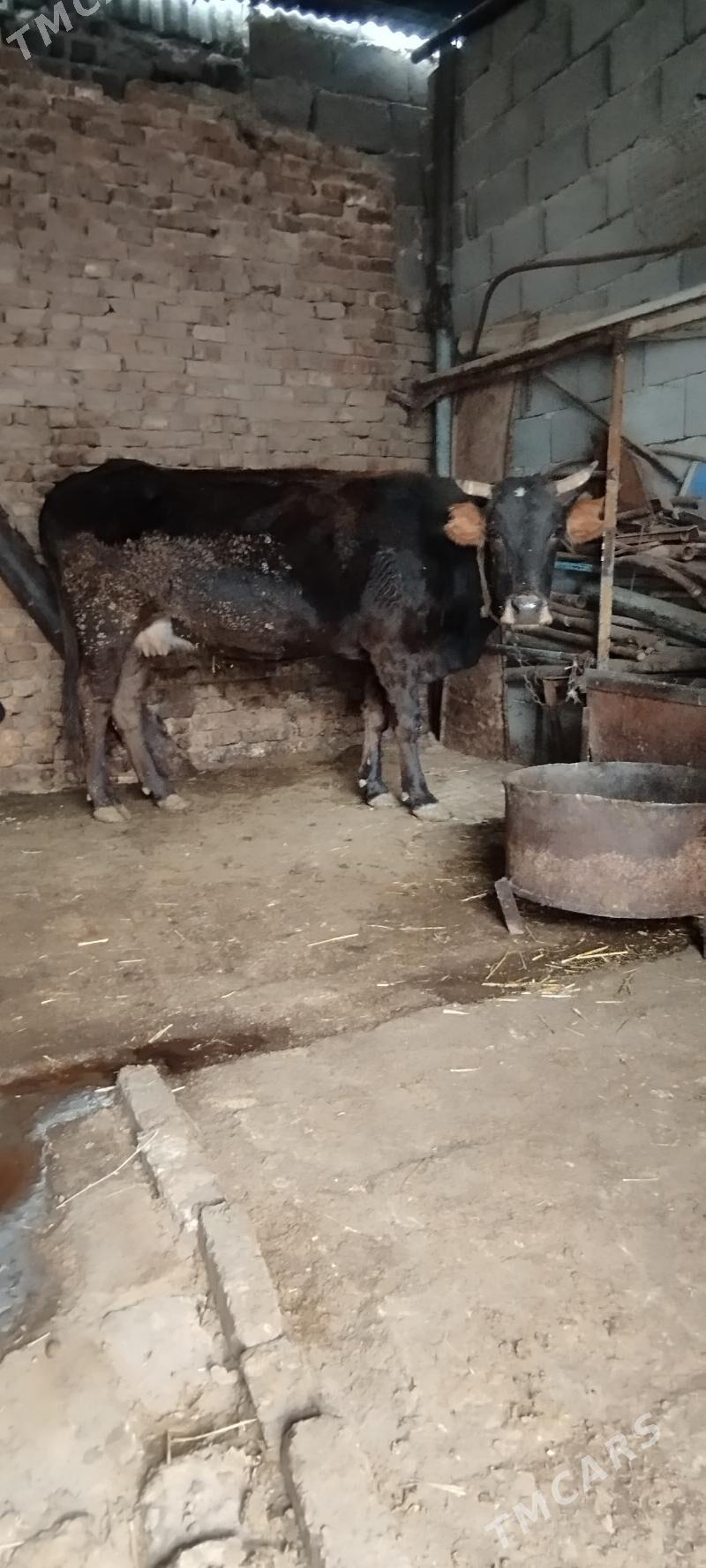 agyr  sygyr - Ашхабад - img 2