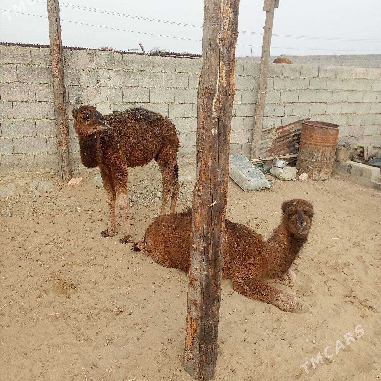 torum - Bäherden - img 1