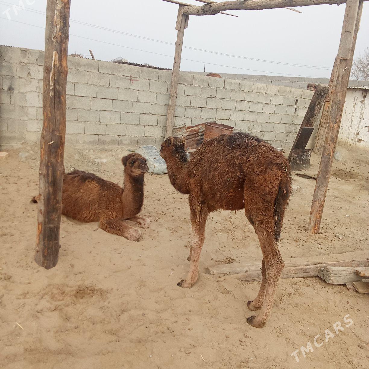 torum - Бахарден - img 4