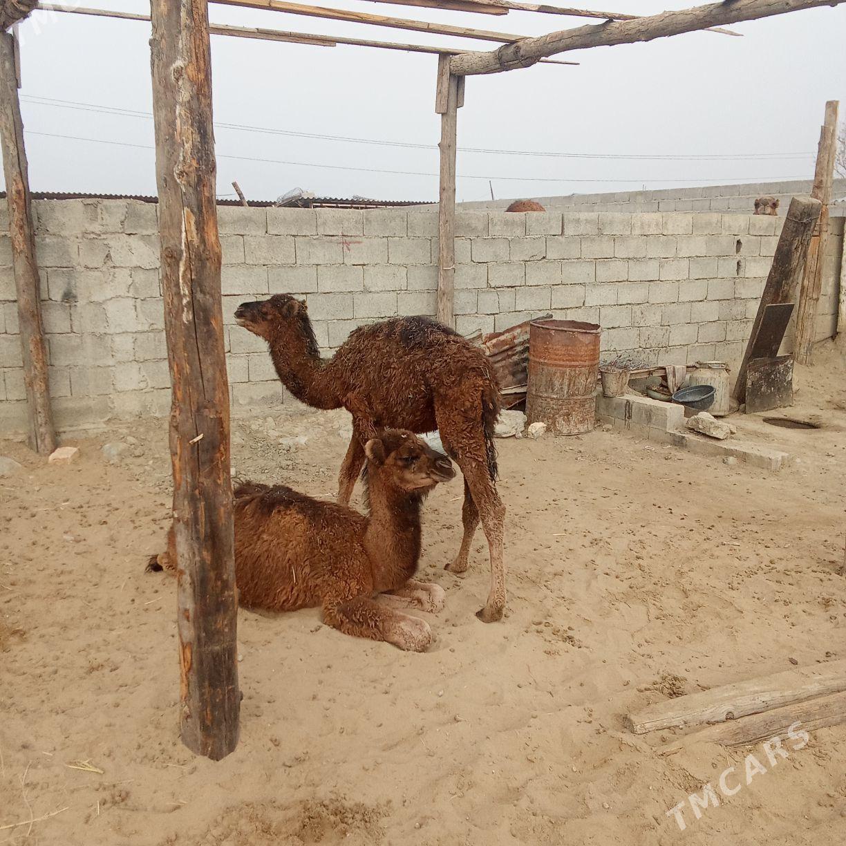 torum - Бахарден - img 3