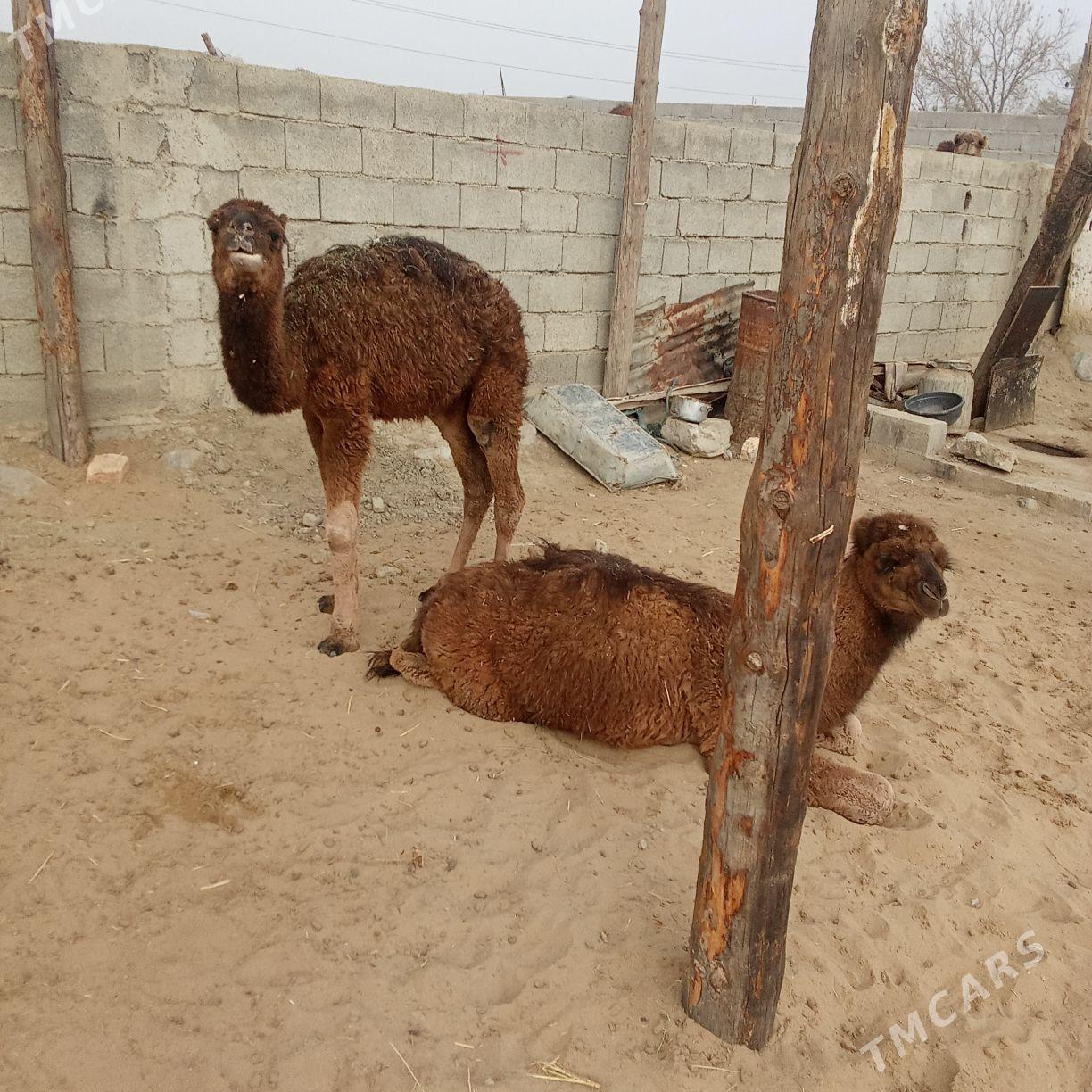 torum - Бахарден - img 7