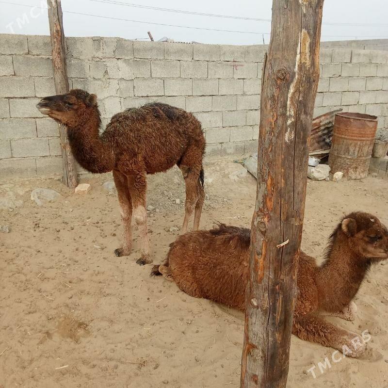 torum - Бахарден - img 6