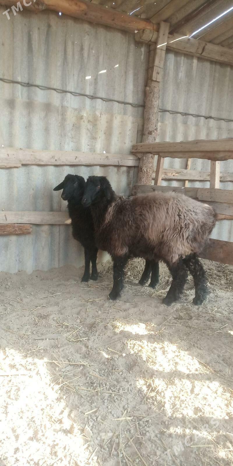 Bakylan Tokly - Gökdepe - img 3