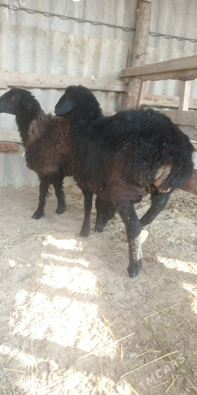 Bakylan Tokly - Gökdepe - img 5