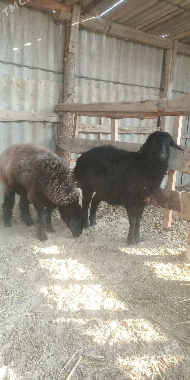 Bakylan Tokly - Gökdepe - img 4