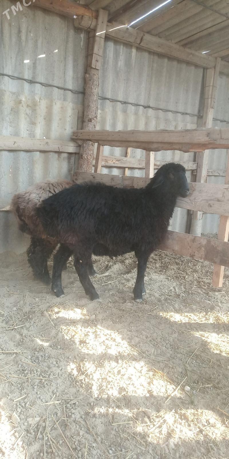 Bakylan Tokly - Gökdepe - img 1