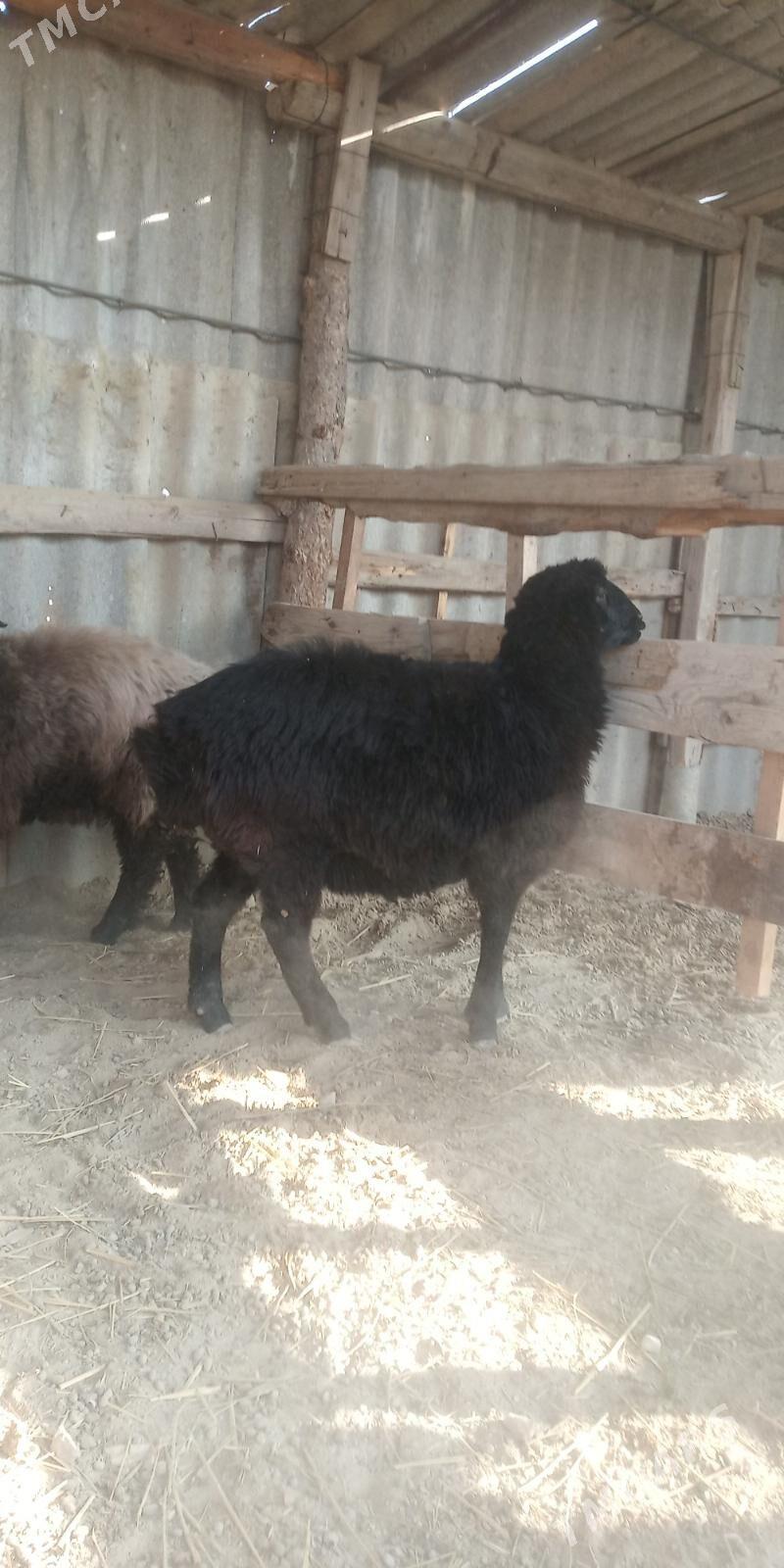 Bakylan Tokly - Gökdepe - img 2