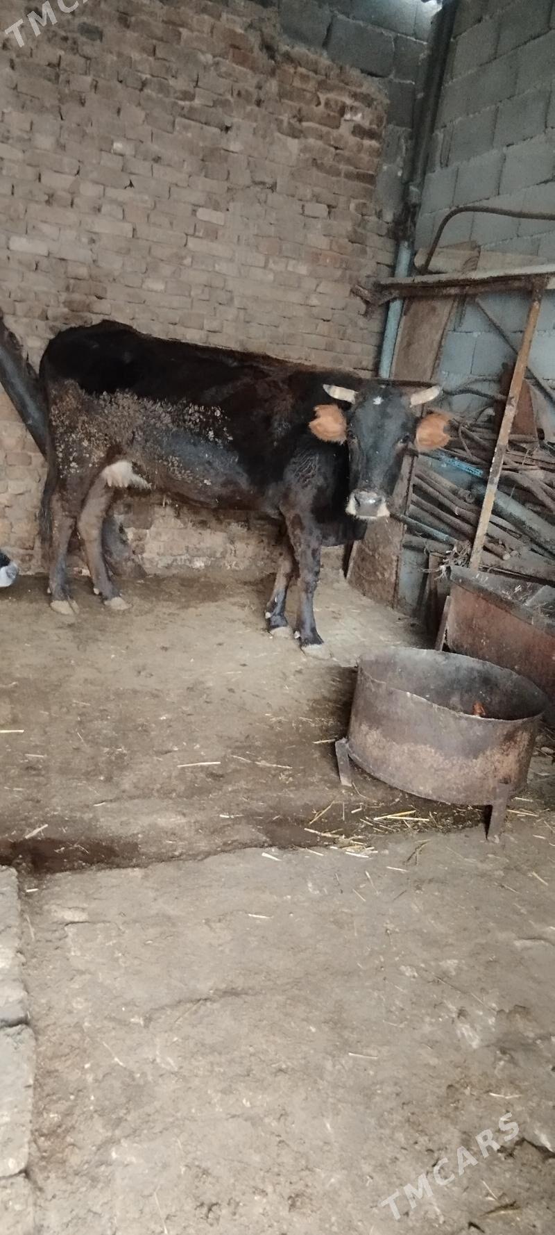 agyr  sygyr - Ашхабад - img 3