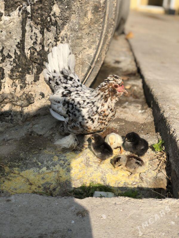 Jüyjeli Karlik - Чоганлы - img 1