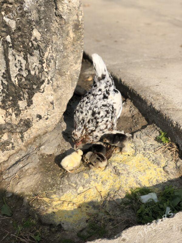 Jüyjeli Karlik - Чоганлы - img 5