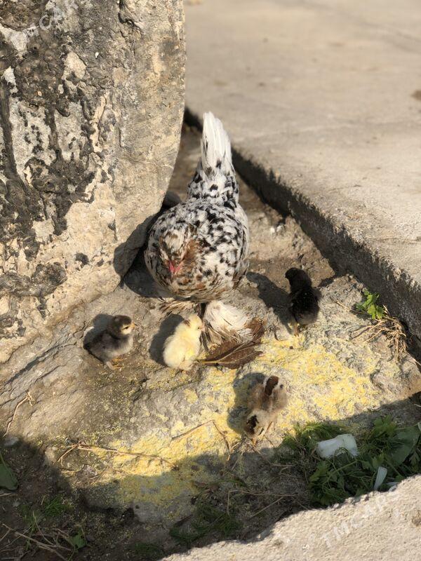 Jüyjeli Karlik - Чоганлы - img 3