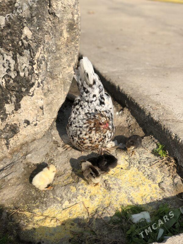 Jüyjeli Karlik - Чоганлы - img 2