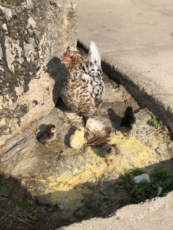 Jüyjeli Karlik - Чоганлы - img 4