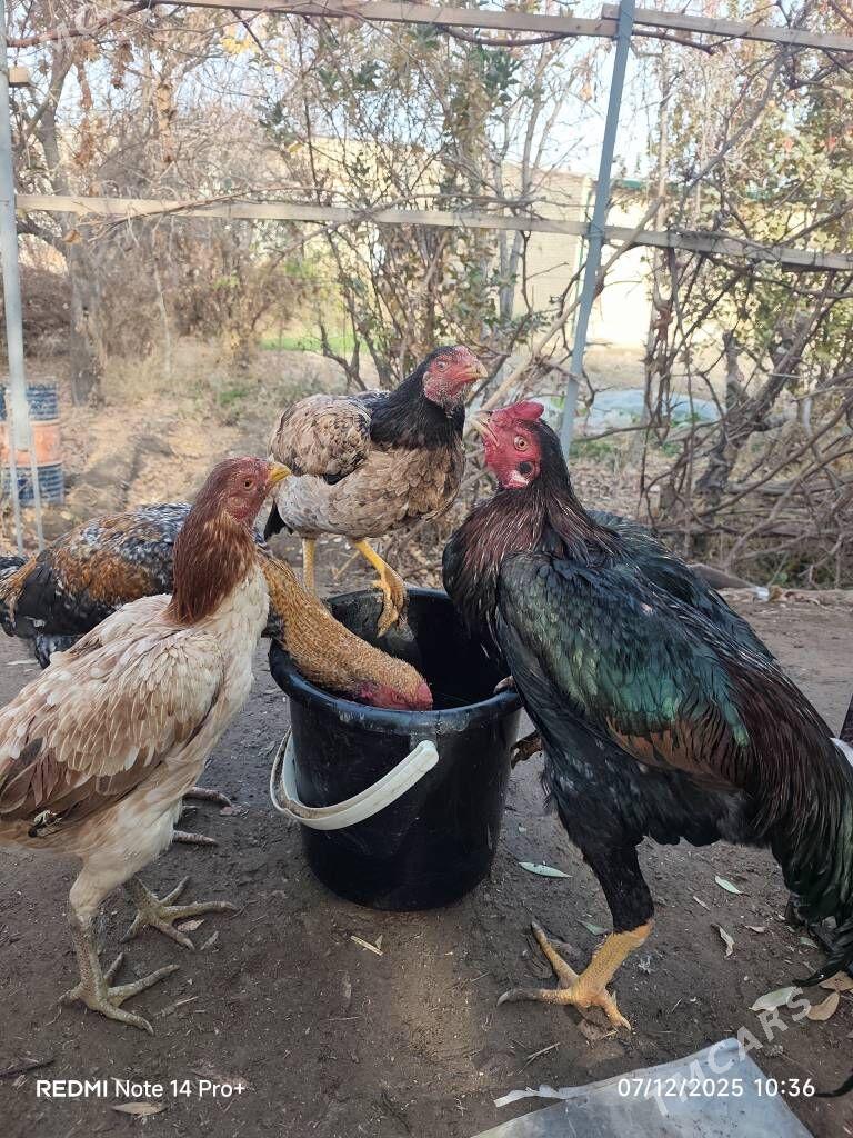 towuk - Дянев - img 2