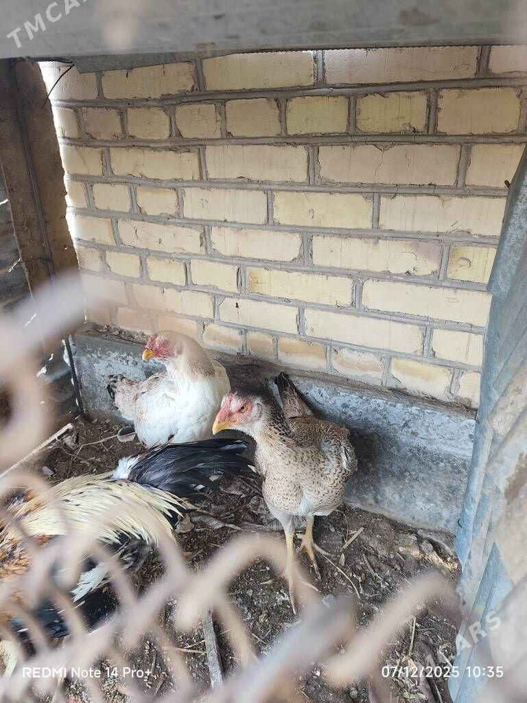 towuk - Дянев - img 3