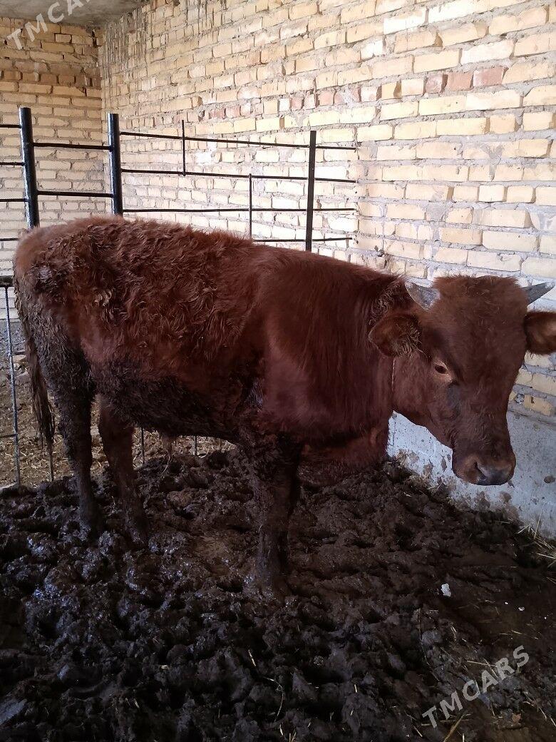 okuz - Туркменабат - img 2