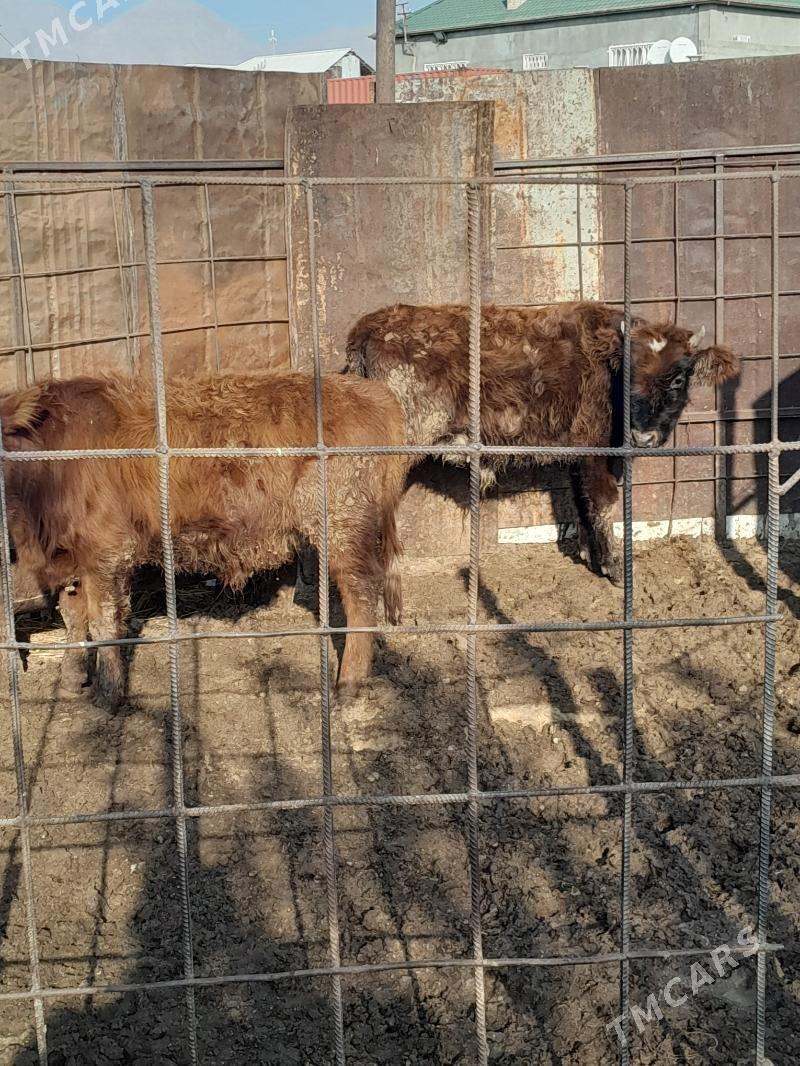 Окуз 3-саны - Балканабат - img 1