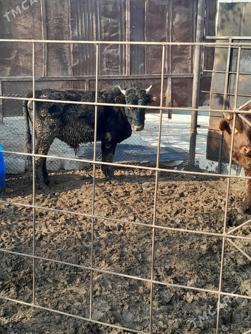 Окуз 3-саны - Балканабат - img 2