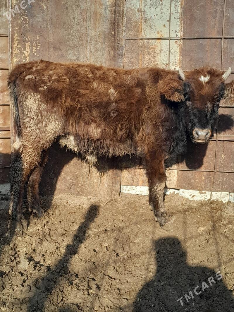 Окуз 3-саны - Балканабат - img 5