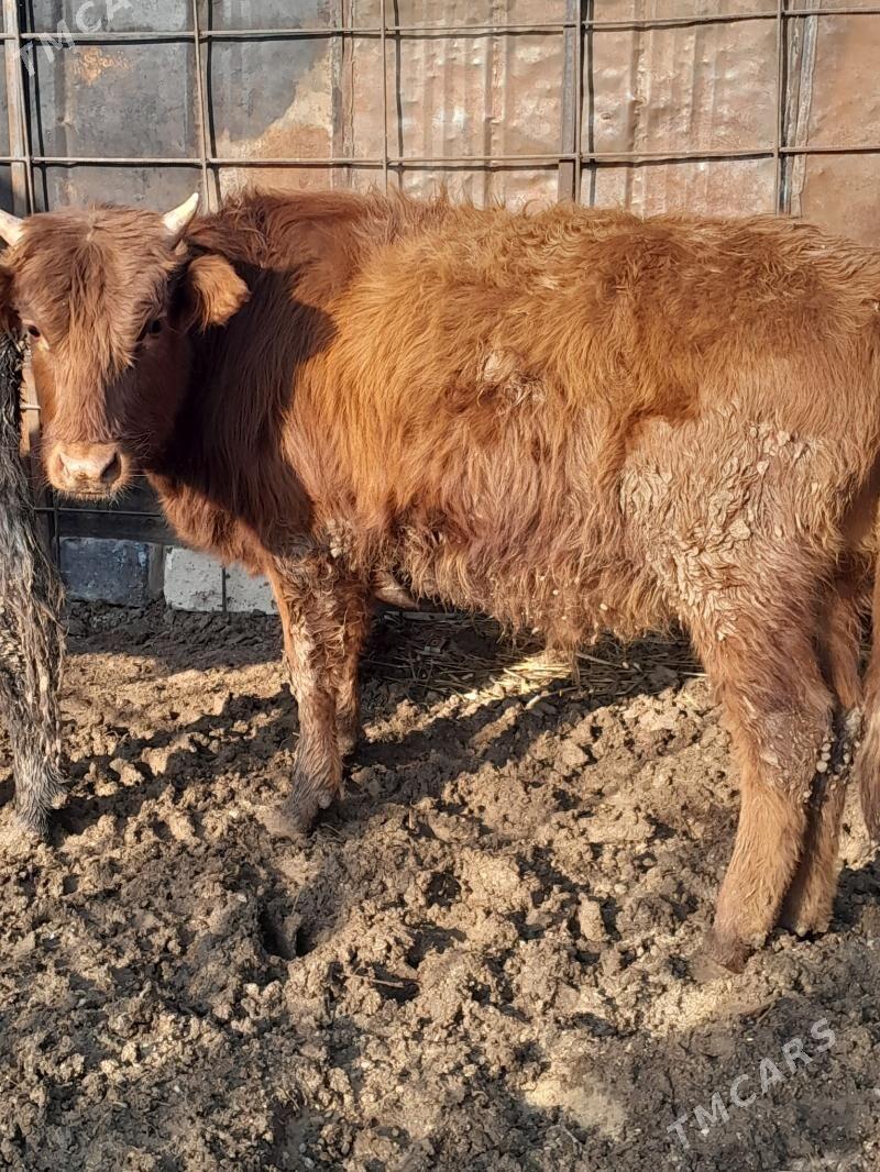 Окуз 3-саны - Балканабат - img 3