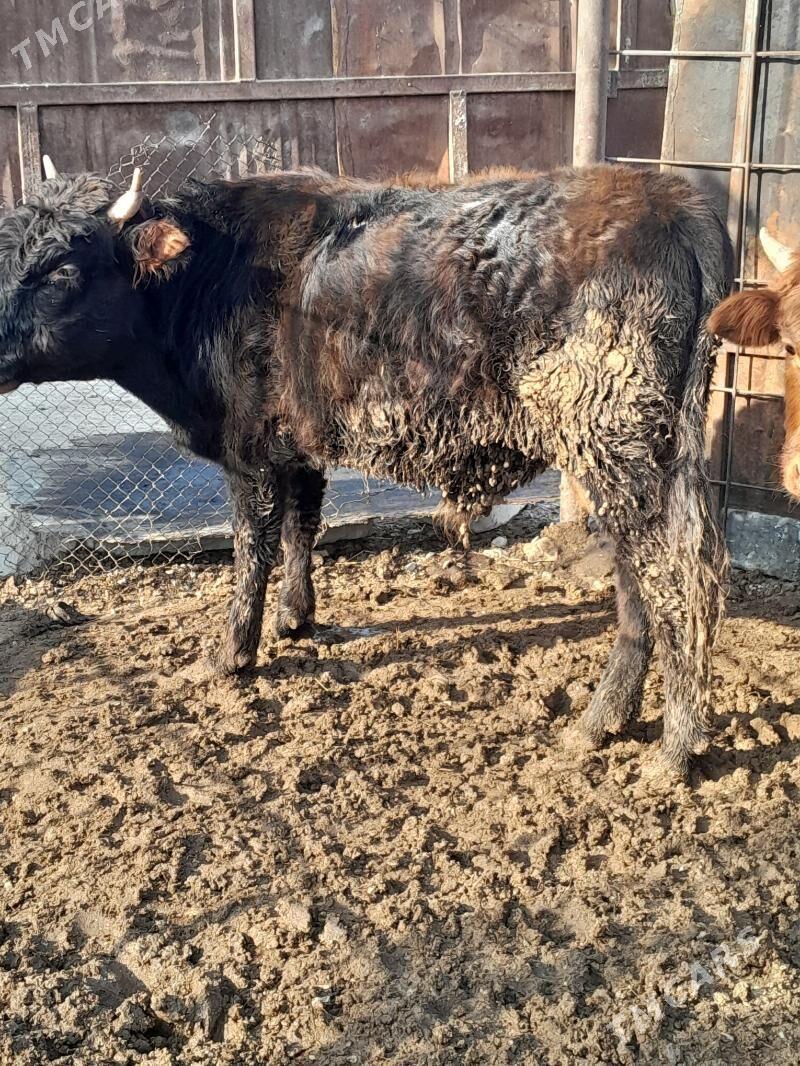 Окуз 3-саны - Балканабат - img 4