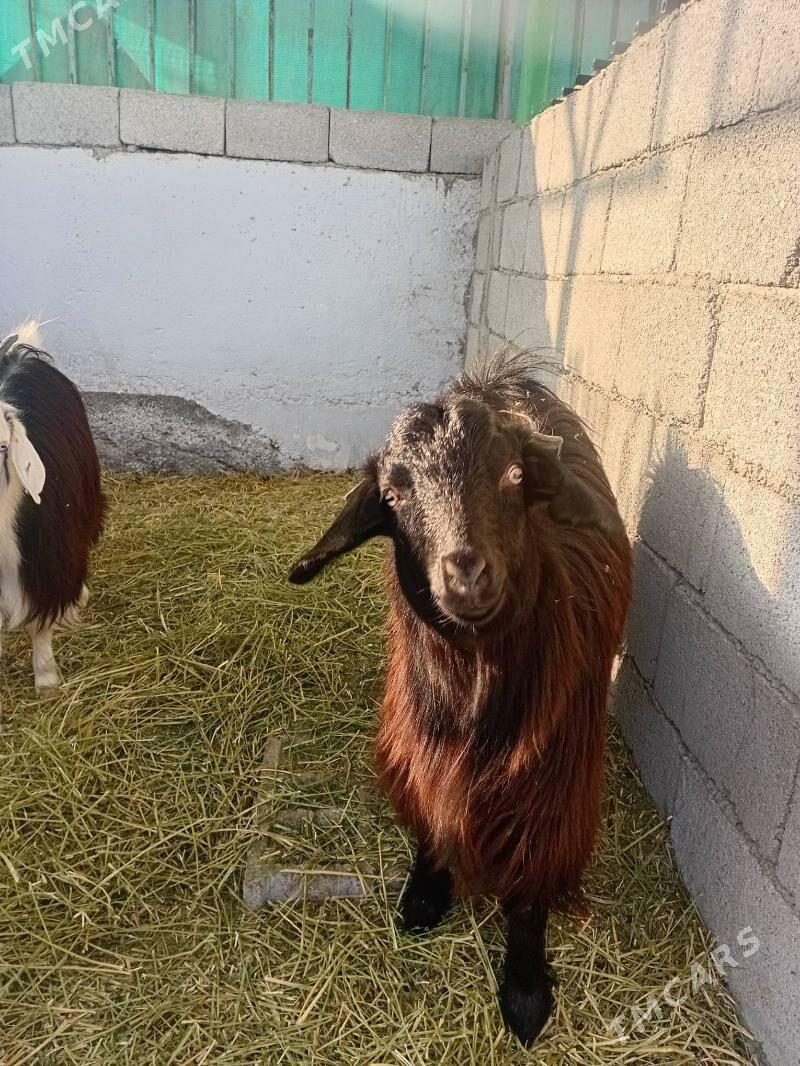 Geçi - Тязе заман - img 2