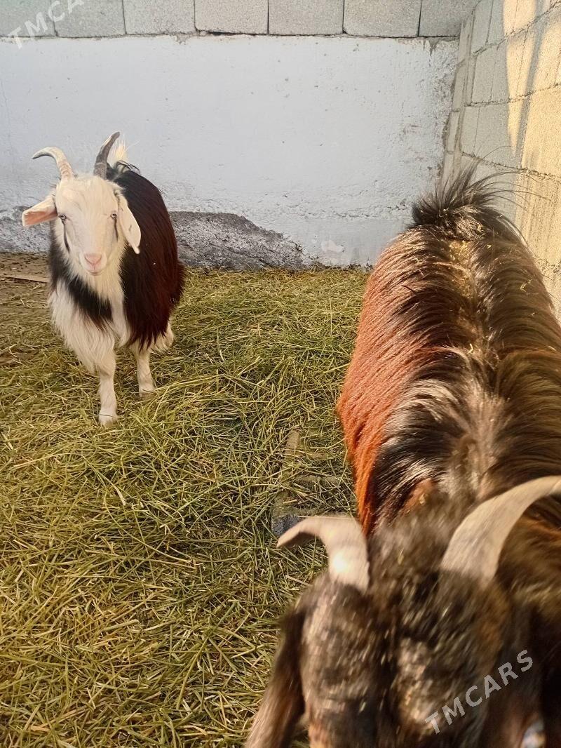 Geçi - Тязе заман - img 3