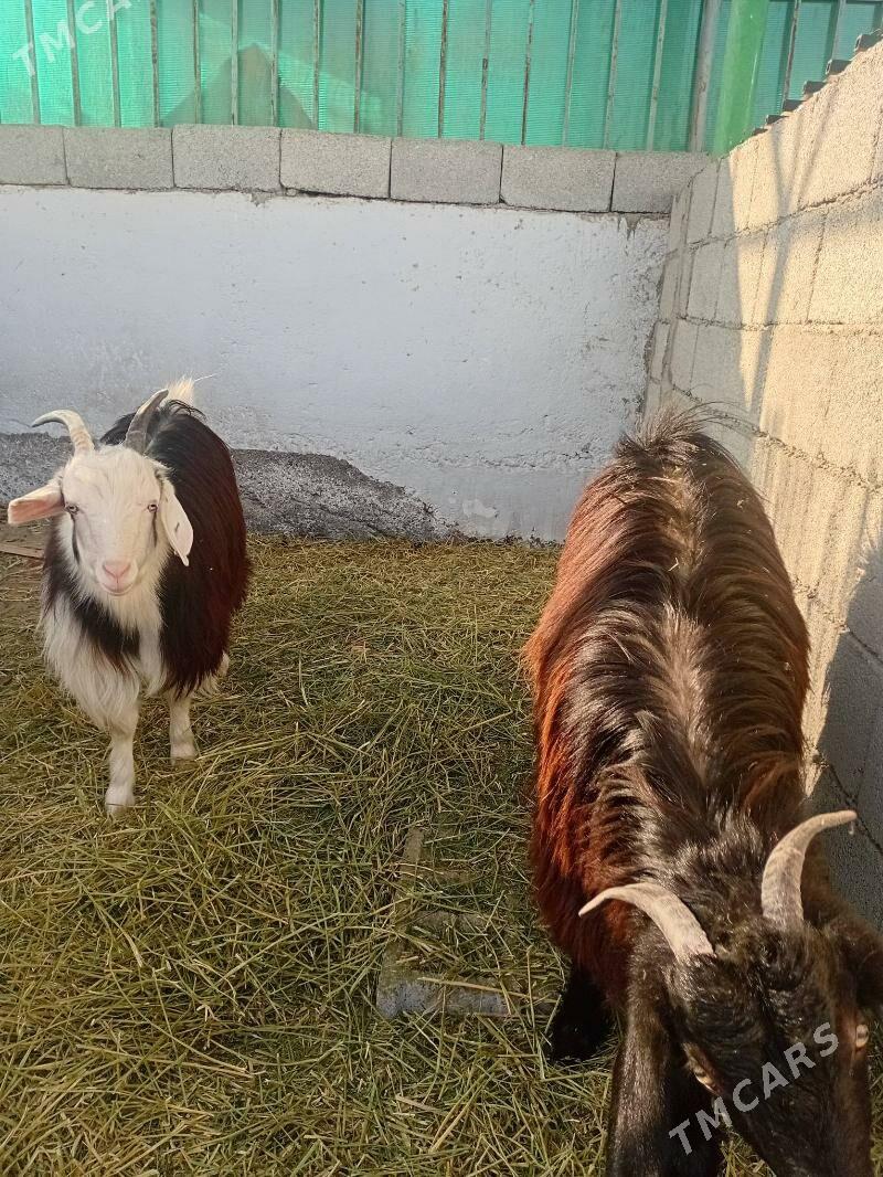 Geçi - Тязе заман - img 1