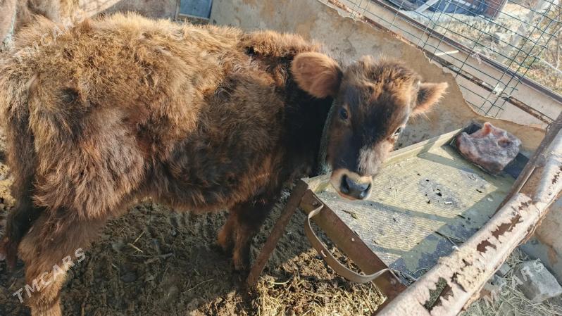 okuzce - Bäherden - img 2