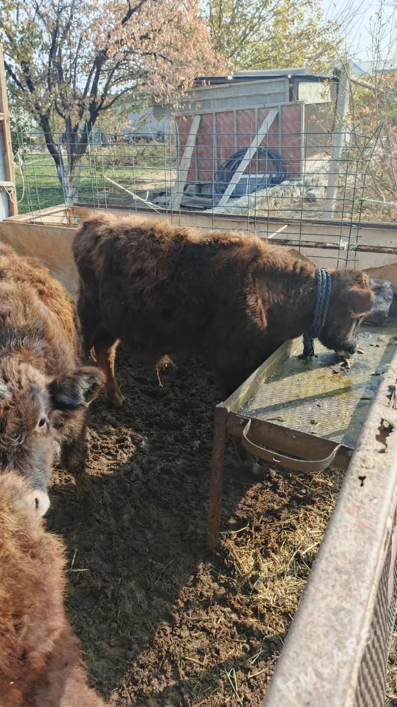 okuzce - Bäherden - img 3