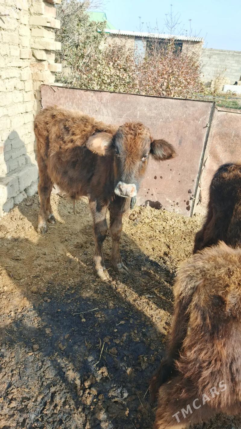 okuzce - Bäherden - img 1