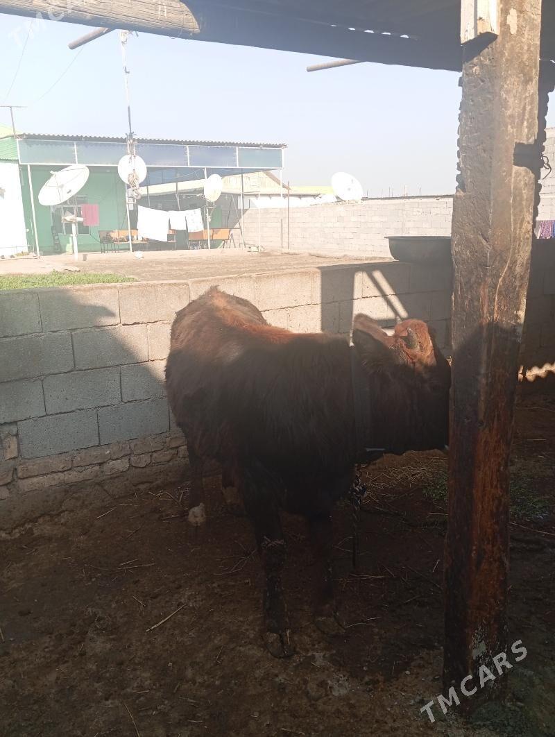 okuz - Багир - img 4