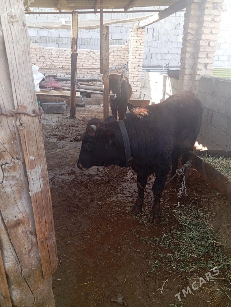 okuz - Багир - img 2