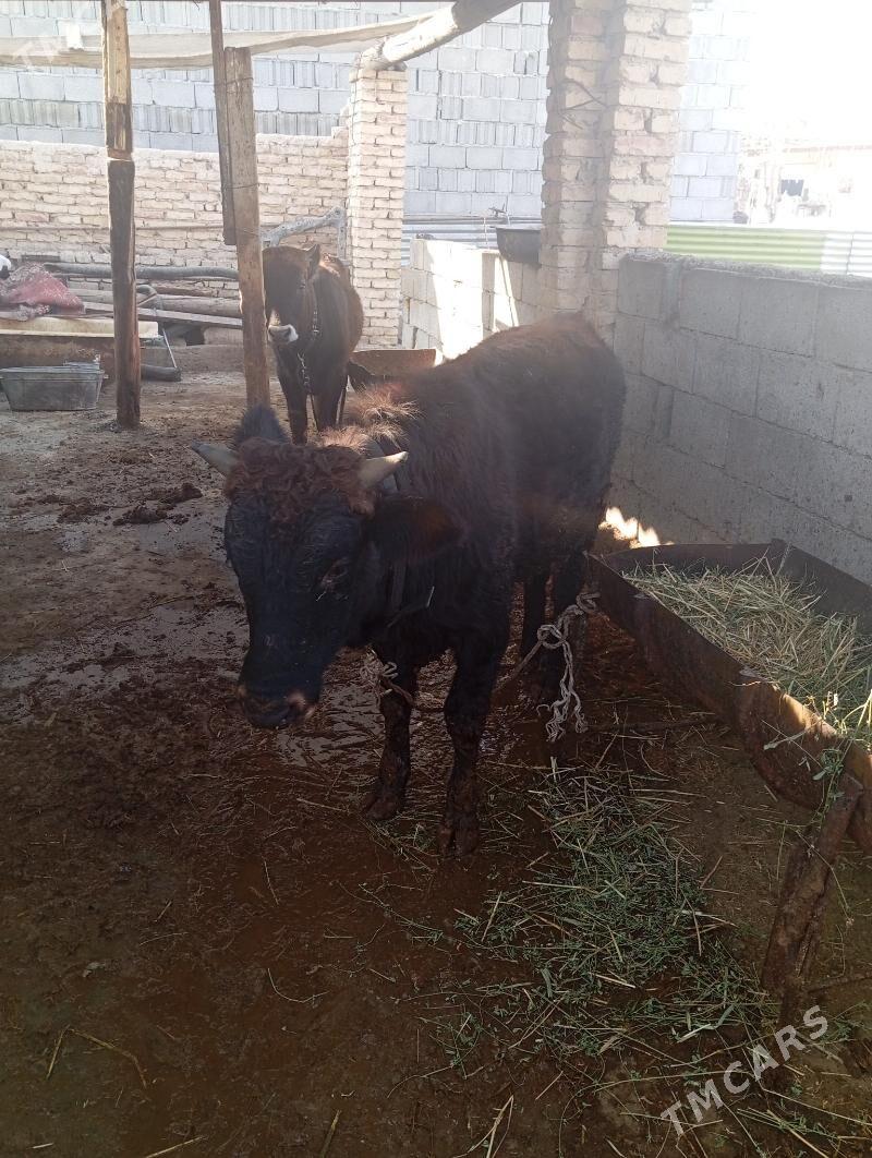 okuz - Багир - img 1