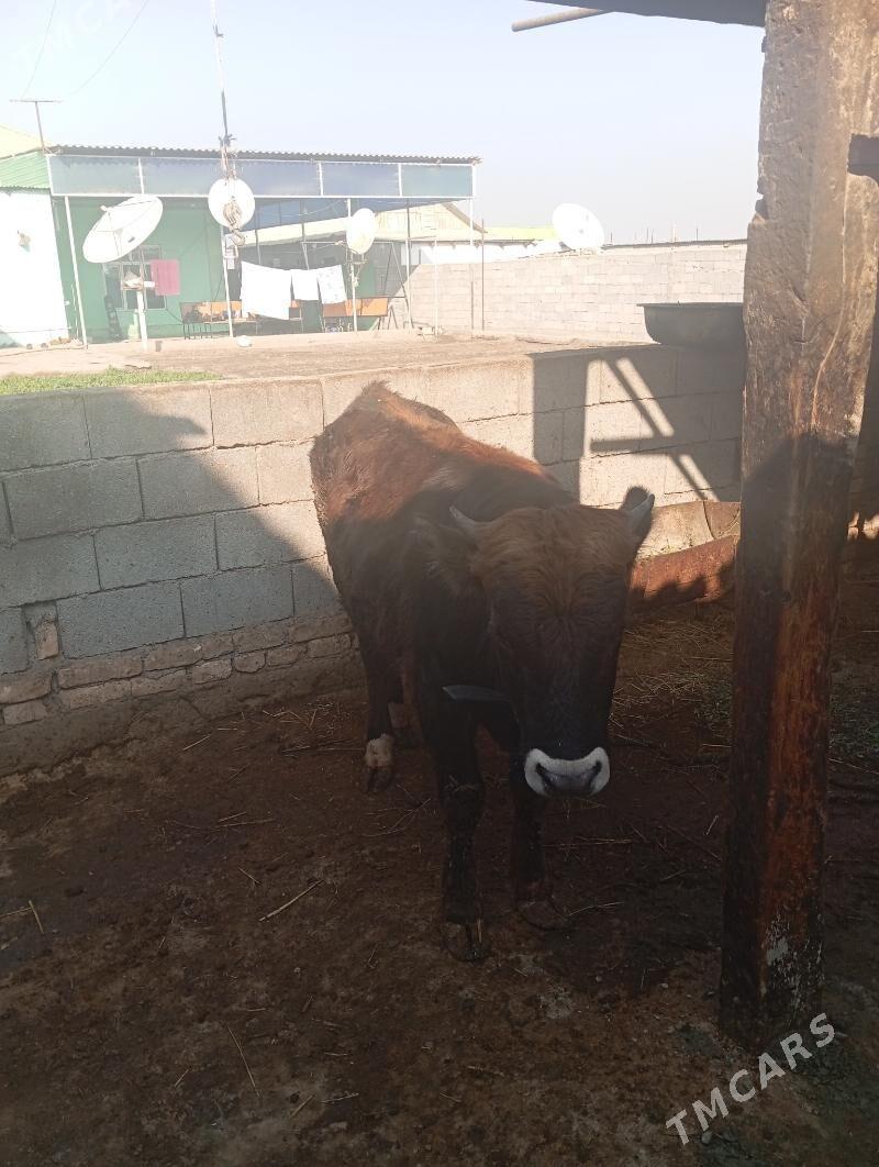 okuz - Багир - img 3