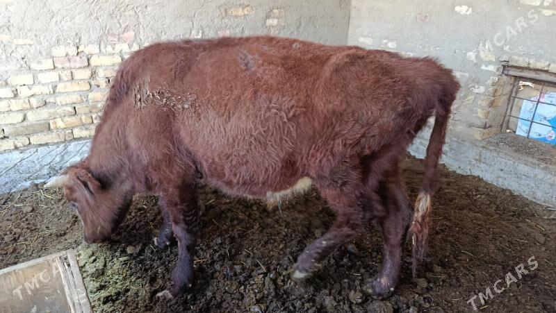 okuz - Мары - img 2