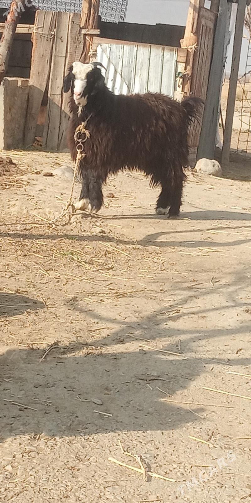 Bakylan Çewiş - Gökdepe - img 4